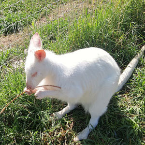 Meet your Posher, Ali